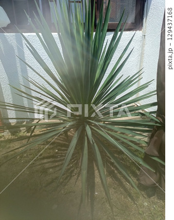Yucca plant with sharp leaves in a natural style in green and white colors representing home gardening and nature Yucca plant with sharp leaves in a natural style in green and white colors representing home gardening and nature 129437168