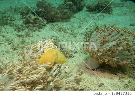 A yellow cuttlefish looking out from among soft coral. Picture from Puerto Galera, the Philippines A yellow cuttlefish looking out from among soft coral. Picture from Puerto Galera, the Philippines 129437310