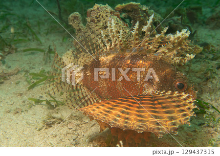 Dendrochirus brachypterus, dwarf lionfish, or shortspine scorpionfish at a Philippines coral reef Dendrochirus brachypterus, dwarf lionfish, or shortspine scorpionfish at a Philippines coral reef 129437315
