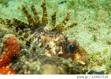 Dendrochirus brachypterus, dwarf lionfish, or shortspine scorpionfish at a Philippines coral reef Dendrochirus brachypterus, dwarf lionfish, or shortspine scorpionfish at a Philippines coral reef 129437316