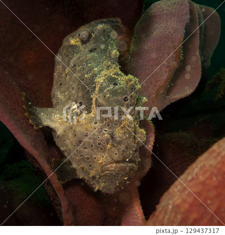 A painted frogfish, Antennarius pictus hiding in a marine environment. 129437317