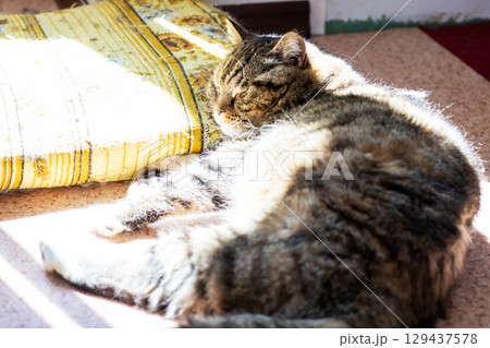 A cat is comfortably laying on the floor next to a soft pillow A cat is comfortably laying on the floor next to a soft pillow 129437578