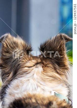 This is a close up image showing a dogs ears with a blurry background This is a close up image showing a dogs ears with a blurry background 129437581
