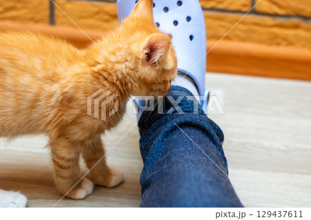 An adorable orange kitten is curiously sniffing a person s leg An adorable orange kitten is curiously sniffing a person s leg 129437611