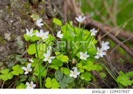 close up of a white flower (OXALIS ACETOSELLA). Small white flowers in the forest in spring. 129437687