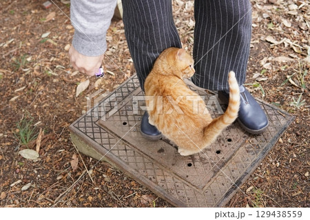 見つめる子猫 129438559