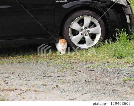 車の下で遊ぶ子猫 129438605