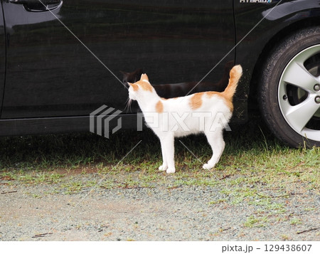 車の下で遊ぶ子猫 129438607