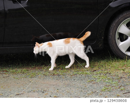 車の下で遊ぶ子猫 車の下で遊ぶ子猫 129438608
