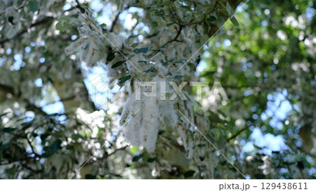 A detailed close-up of a tree branch covered in fluffy white cotton-like seed clusters, with blurred green leaves and a bright sky in the background. A detailed close-up of a tree branch covered in fluffy white cotton-like seed clusters, with blurred green leaves and a bright sky in the background. 129438611