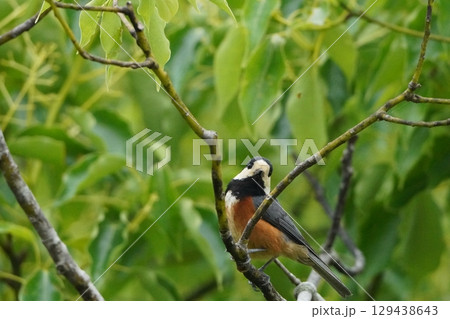 枝にとまるヤマガラ 枝にとまるヤマガラ 129438643