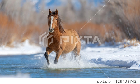 Majestic horse crossing a crystal clear river in winter wonderland landscape captivating nature scene from a dynamic perspective 129438742