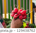 Bunch of Radishes at Farmers Market 129438762