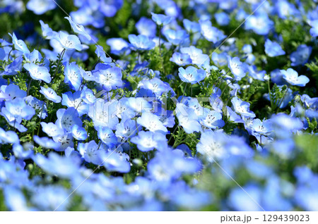 いつか見たネモフィラ いつか見たネモフィラ 129439023