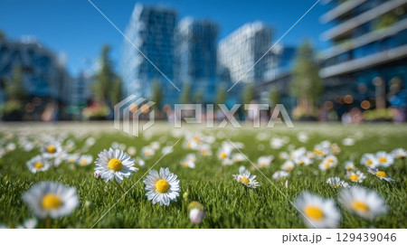 Wild daisies flourish amidst bustling city center urban park nature photography vibrant environment close-up view urban serenity 129439046