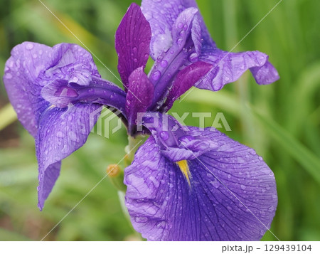 雨に濡れる花菖蒲 129439104
