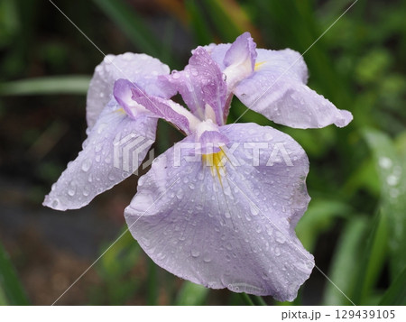 雨に濡れる花菖蒲 129439105