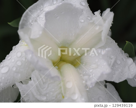 雨に濡れる花菖蒲 雨に濡れる花菖蒲 129439119