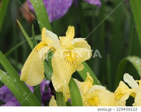 雨に濡れる花菖蒲 129439122