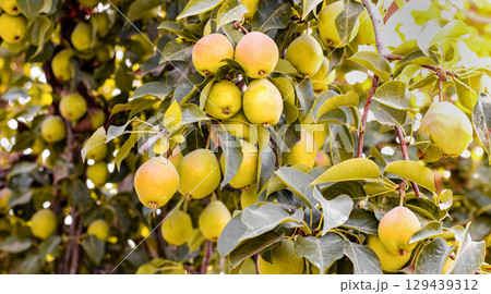 Natural pears grown in the garden without the use of chemicals, hanging on the bushes before autumn, 100% natural pears 129439312