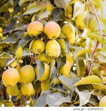 Natural pears grown in the garden without the use of chemicals, hanging on the bushes before autumn, 100% natural pears Natural pears grown in the garden without the use of chemicals, hanging on the bushes before autumn, 100% natural pears 129439313