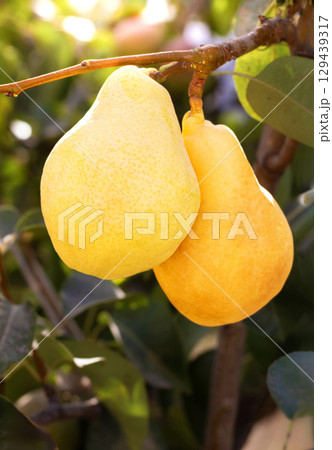 Natural pears grown in the garden without the use of chemicals, hanging on the bushes before autumn, 100% natural pears Natural pears grown in the garden without the use of chemicals, hanging on the bushes before autumn, 100% natural pears 129439317