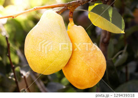 Natural pears grown in the garden without the use of chemicals, hanging on the bushes before autumn, 100% natural pears Natural pears grown in the garden without the use of chemicals, hanging on the bushes before autumn, 100% natural pears 129439318