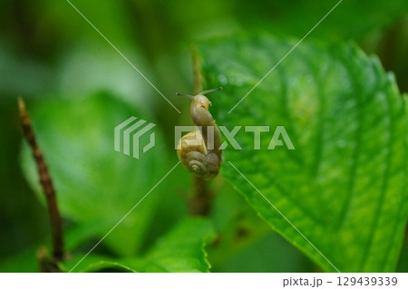 雨に濡れたアジサイの葉に止まるカタツムリ 129439339