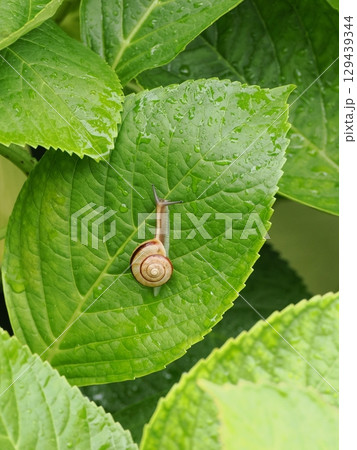 雨に濡れたアジサイの葉に止まるカタツムリ 129439344