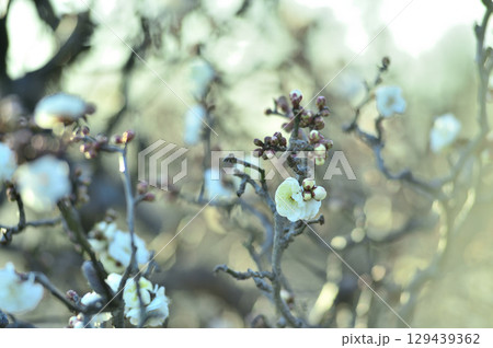春の訪れ 春の訪れ 129439362