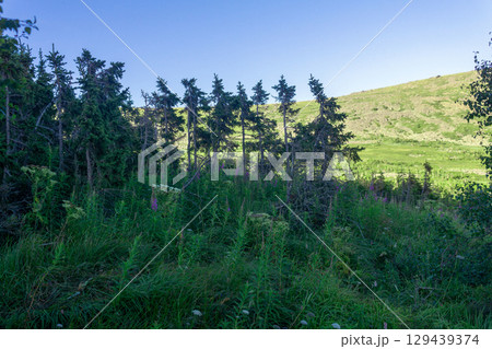 Evening mountain forest with dwarf trees in the Northern Urals 129439374