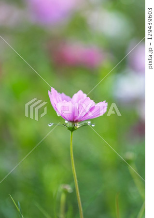花びらについた朝露とピンクのコスモス 129439603