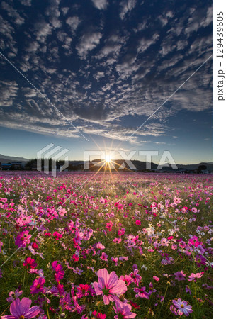 朝日が昇るコスモス畑の絶景_縦 129439605
