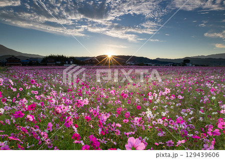 朝日が昇るコスモス畑の絶景_横 朝日が昇るコスモス畑の絶景_横 129439606