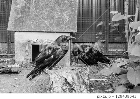 Beautiful black crows sit on a stump Beautiful black crows sit on a stump 129439643