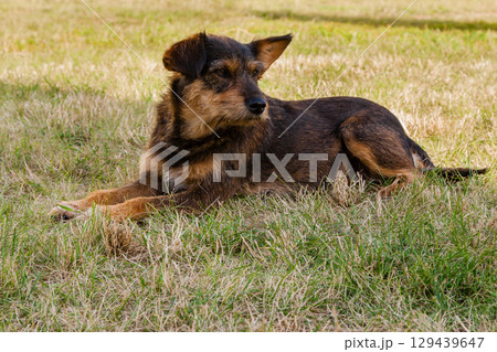 Old dog posing and resting on the grass close-up 129439647