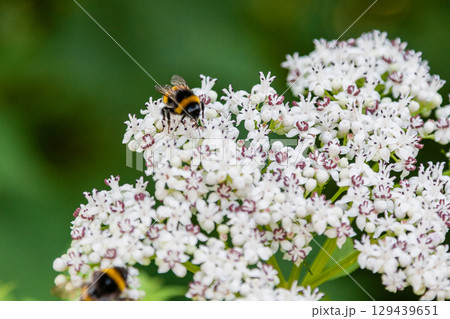 The bee sits on white flowers 129439651