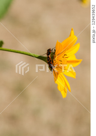 Red insects on a yellow flower 129439652