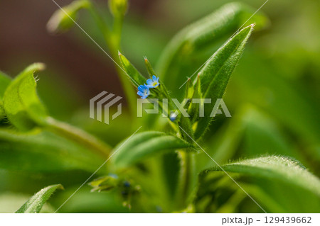 Macro field flowers blue with green leaves 129439662