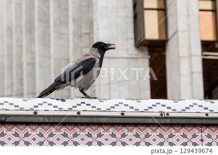 The crow in its beak holds a nut 129439674