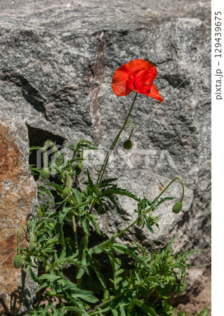 Red poppies on a background of stones 129439675