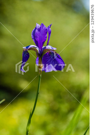 Beautiful violet irises under the sun light Beautiful violet irises under the sun light 129439676