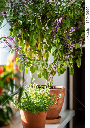Blooming thai Basil and thyme in clay pots on windowsill at home. Cultivation homegrown spicy herbs 129439904