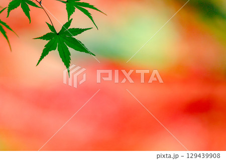 赤い紅葉背景の青もみじ_横 129439908