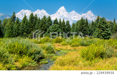 Scenic view of Blacktail Ponds in Grand Teton National Park, Wyoming, with marshland, evergreens, and the snow-capped Teton Range under a vivid blue summer sky Scenic view of Blacktail Ponds in Grand Teton National Park, Wyoming, with marshland, evergreens, and the snow-capped Teton Range under a vivid blue summer sky 129439938