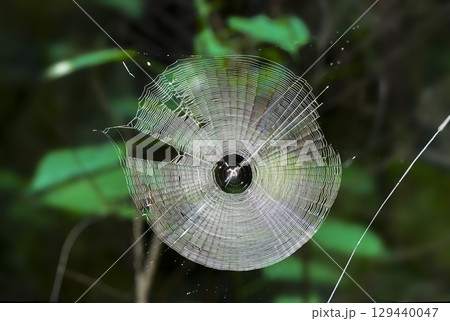 綺麗な円形の蜘蛛の巣 129440047