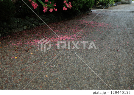 雨の参道と散り落ちた赤い花びら 雨の参道と散り落ちた赤い花びら 129440155