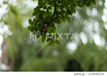 緑の葉のクローズアップ 129440324