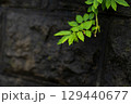 濡れた石壁から伸びる緑の葉 129440677