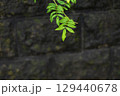 濡れた石壁から伸びる緑の葉 129440678